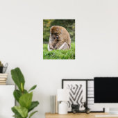 Kutest Baby Animals | Barbary Macaque Poster (Thuiskantoor)