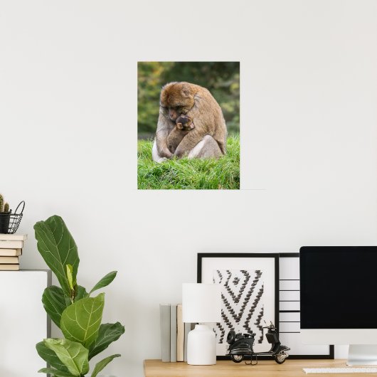 Kutest Baby Animals | Barbary Macaque Poster (Thuiskantoor)