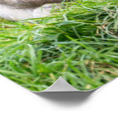 Kutest Baby Animals | Barbary Macaque Poster (Hoek)