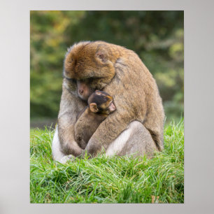 Kutest Baby Animals   Barbary Macaque Poster