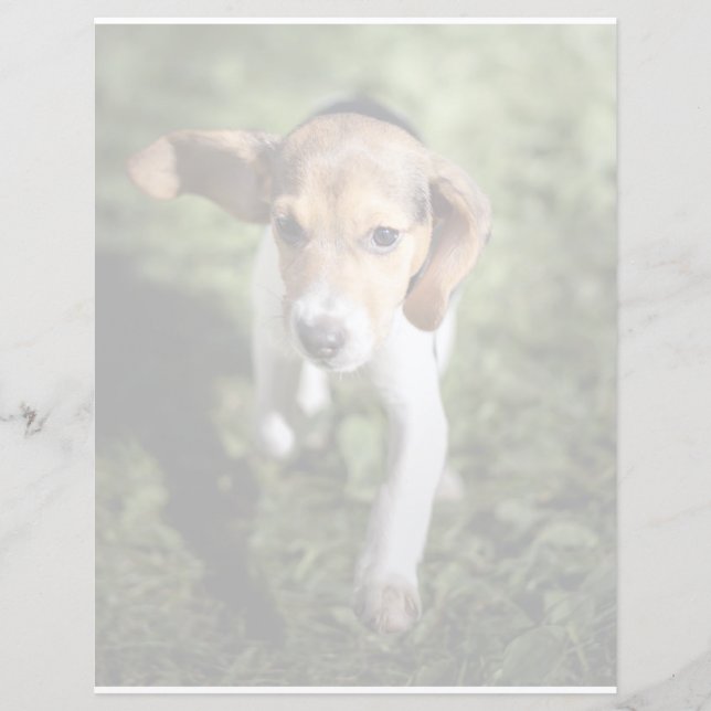 Kutest Baby Animals | Beagle Puppy (Voorkant)
