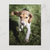 Kutest Baby Animals | Beagle Puppy Briefkaart (Voorkant)