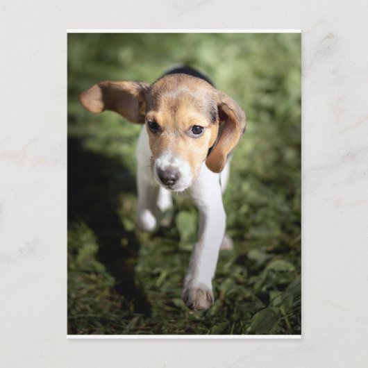 Kutest Baby Animals | Beagle Puppy Briefkaart (Voorkant)