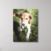Kutest Baby Animals | Beagle Puppy Canvas Afdruk (Voorkant)