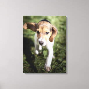 Kutest Baby Animals   Beagle Puppy Canvas Afdruk