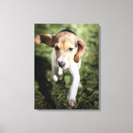 Kutest Baby Animals | Beagle Puppy Canvas Afdruk (Voorkant)