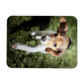 Kutest Baby Animals | Beagle Puppy Magneet (Horizontaal)