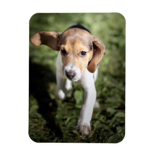Kutest Baby Animals | Beagle Puppy Magneet (Verticaal)