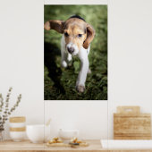 Kutest Baby Animals | Beagle Puppy Poster (Keuken)