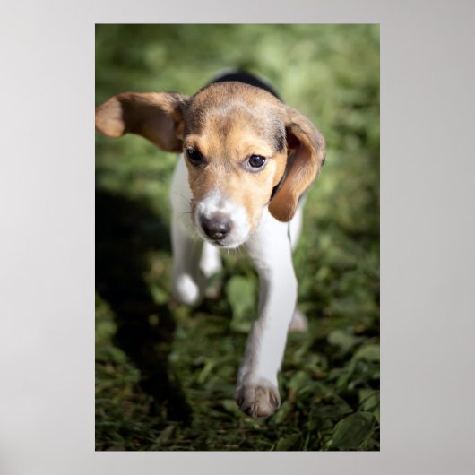Kutest Baby Animals | Beagle Puppy Poster (Voorkant)