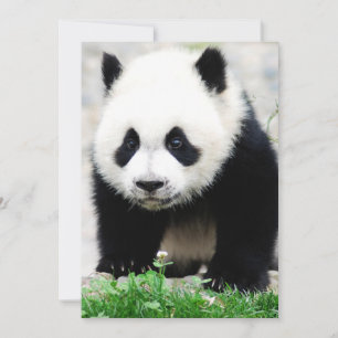 Kutest Baby Animals   Beer Baby Panda Bedankkaart