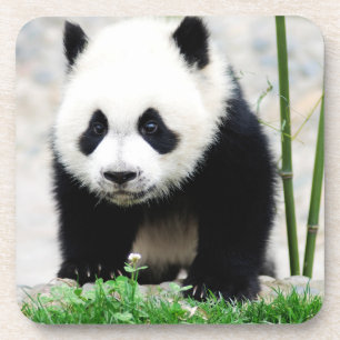 Kutest Baby Animals Beer Baby Panda Bier Onderzetter