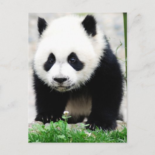 Kutest Baby Animals | Beer Baby Panda Briefkaart (Voorkant)