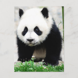 Kutest Baby Animals   Beer Baby Panda Briefkaart