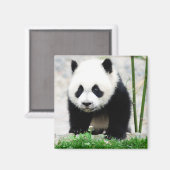 Kutest Baby Animals | Beer Baby Panda Magneet (Voorkant / Achterkant)