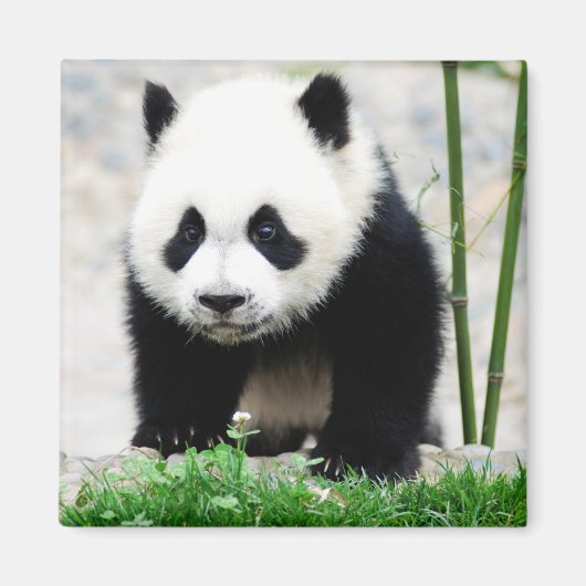 Kutest Baby Animals | Beer Baby Panda Magneet (Voorkant)