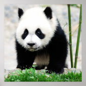 Kutest Baby Animals | Beer Baby Panda Poster (Voorkant)