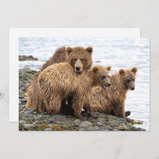 Kutest Baby Animals | Beer en kubussen Bedankkaart (Voorkant / Achterkant)