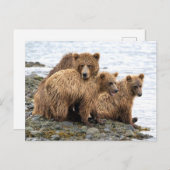 Kutest Baby Animals | Beer en kubussen Briefkaart (Voorkant / Achterkant)