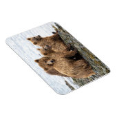 Kutest Baby Animals | Beer en kubussen Magneet (Rechterzijde)