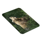 Kutest Baby Animals | Beer Mama Beer en haar kubus Magneet (Rechterzijde)