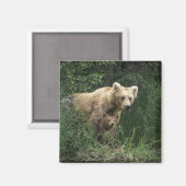 Kutest Baby Animals | Beer Mama Beer en haar kubus Magneet (Voorkant / Achterkant)