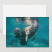 Kutest Baby Animals | Beheer en Baby Bedankkaart (Voorkant / Achterkant)