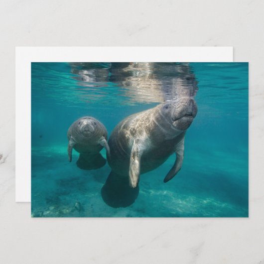 Kutest Baby Animals | Beheer en Baby Bedankkaart (Voorkant / Achterkant)