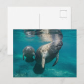 Kutest Baby Animals | Beheer en Baby Briefkaart (Voorkant / Achterkant)