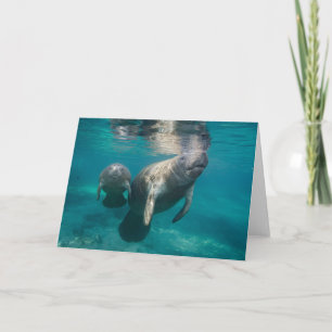 Kutest Baby Animals   Beheer en Baby Kaart