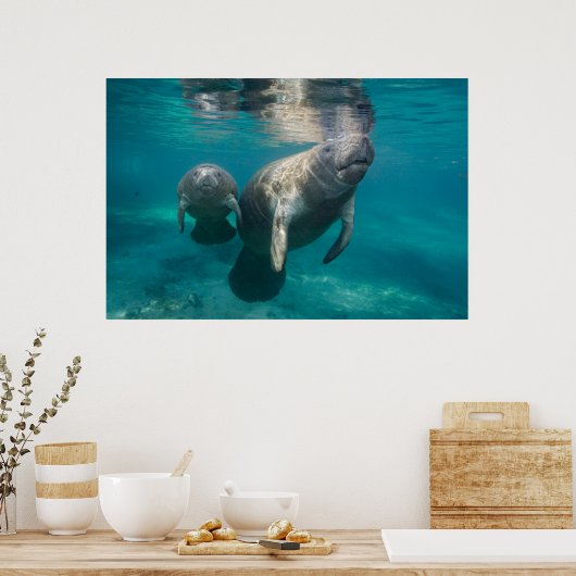 Kutest Baby Animals | Beheer en Baby Poster (Keuken)