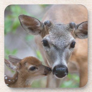 Kutest Baby Animals   Belangrijke deer Stag & Fawn Bier Onderzetter