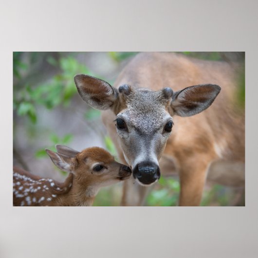 Kutest Baby Animals | Belangrijke deer Stag & Fawn Poster (Voorkant)