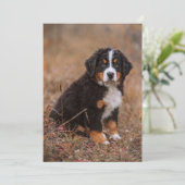 Kutest Baby Animals | Bernese Mountain Dog Bedankkaart (Staand voorkant)