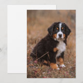 Kutest Baby Animals | Bernese Mountain Dog Bedankkaart (Voorkant / Achterkant)