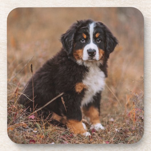 Kutest Baby Animals | Bernese Mountain Dog Bier Onderzetter (Voorkant)