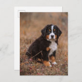 Kutest Baby Animals | Bernese Mountain Dog Briefkaart (Voorkant / Achterkant)