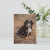 Kutest Baby Animals | Bernese Mountain Dog Briefkaart (Staand voorkant)