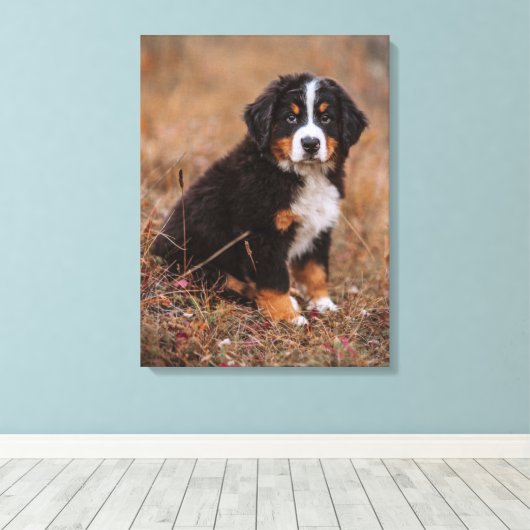 Kutest Baby Animals | Bernese Mountain Dog Canvas Afdruk (Insitu (Houten vloer))
