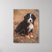 Kutest Baby Animals | Bernese Mountain Dog Canvas Afdruk (Voorkant)