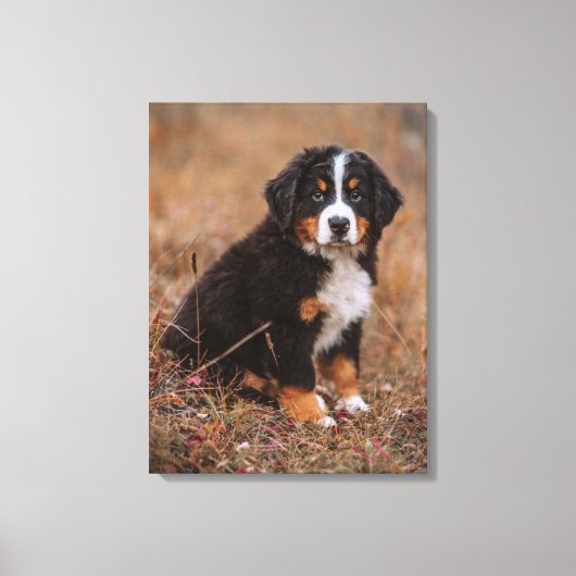 Kutest Baby Animals | Bernese Mountain Dog Canvas Afdruk (Voorkant)