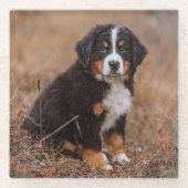 Kutest Baby Animals | Bernese Mountain Dog Glazen Onderzetter (Voorkant)