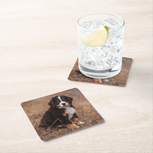 Kutest Baby Animals | Bernese Mountain Dog Kartonnen Onderzetters (Insitu)