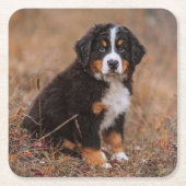 Kutest Baby Animals | Bernese Mountain Dog Kartonnen Onderzetters (Voorkant)