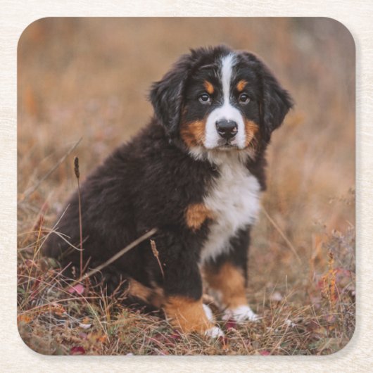 Kutest Baby Animals | Bernese Mountain Dog Kartonnen Onderzetters (Voorkant)