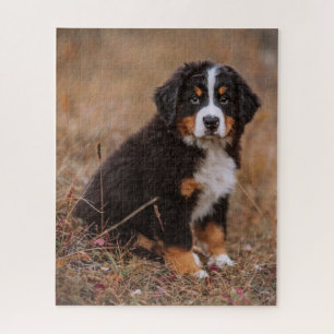 Kutest Baby Animals   Bernese Mountain Dog Legpuzzel