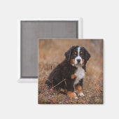 Kutest Baby Animals | Bernese Mountain Dog Magneet (Voorkant / Achterkant)
