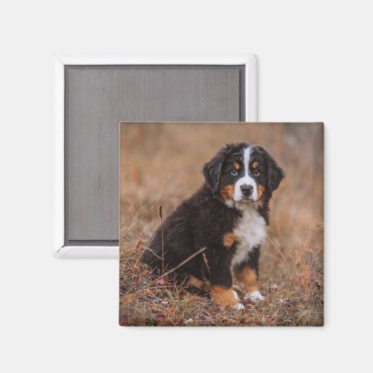 Kutest Baby Animals | Bernese Mountain Dog Magneet (Voorkant / Achterkant)