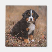 Kutest Baby Animals | Bernese Mountain Dog Magneet (Voorkant)