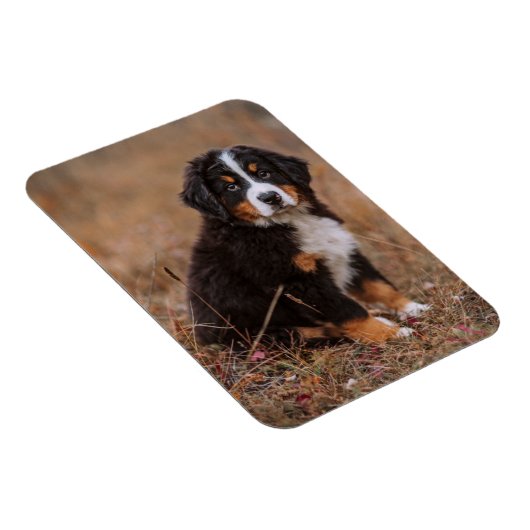 Kutest Baby Animals | Bernese Mountain Dog Magneet (Rechterzijde)